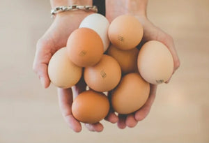 Oliff Farms Pastured Eggs doz.